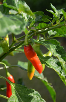 piment-veget-2_0030