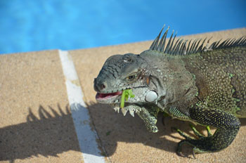 Iguane-salade-2_0145