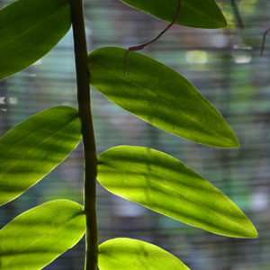 Feuilles-orchid-chez-Gil_0013-(2)