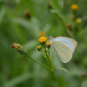 Papillon-chez-Fifi-2_0101