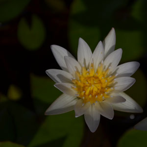 Nénuphar-Chiang-Mai_0142