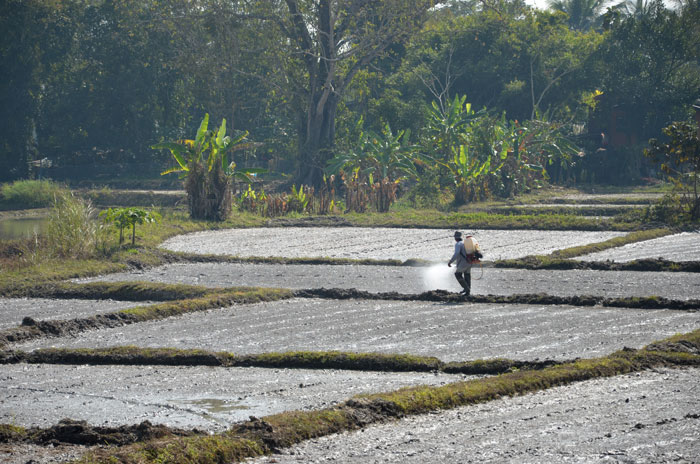 Rizière-près-de-chiang-Rai-3_0556